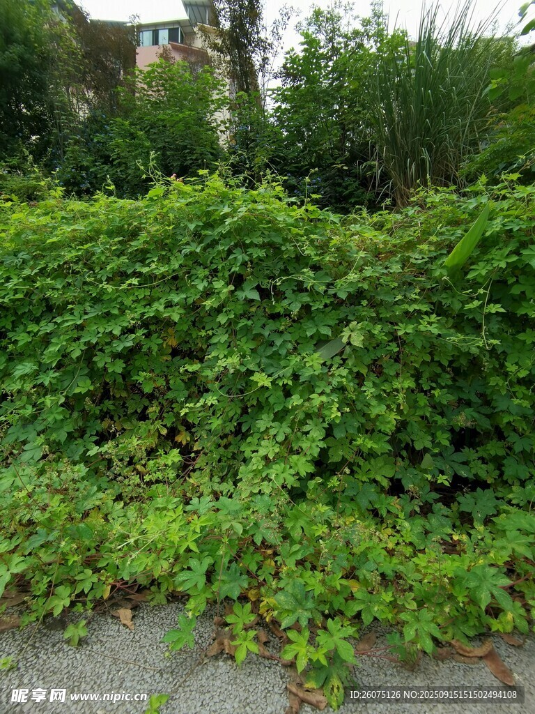 翠綠繁茂的蔓生植物