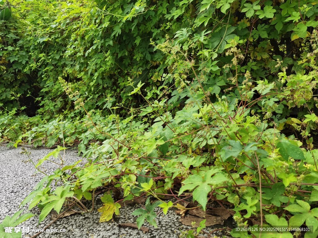路邊繁茂綠植景觀