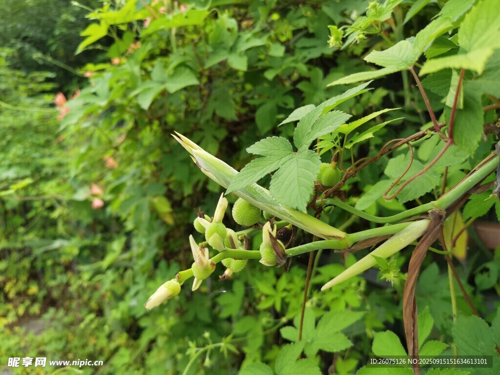 野外綠色植物中的彎曲葉片