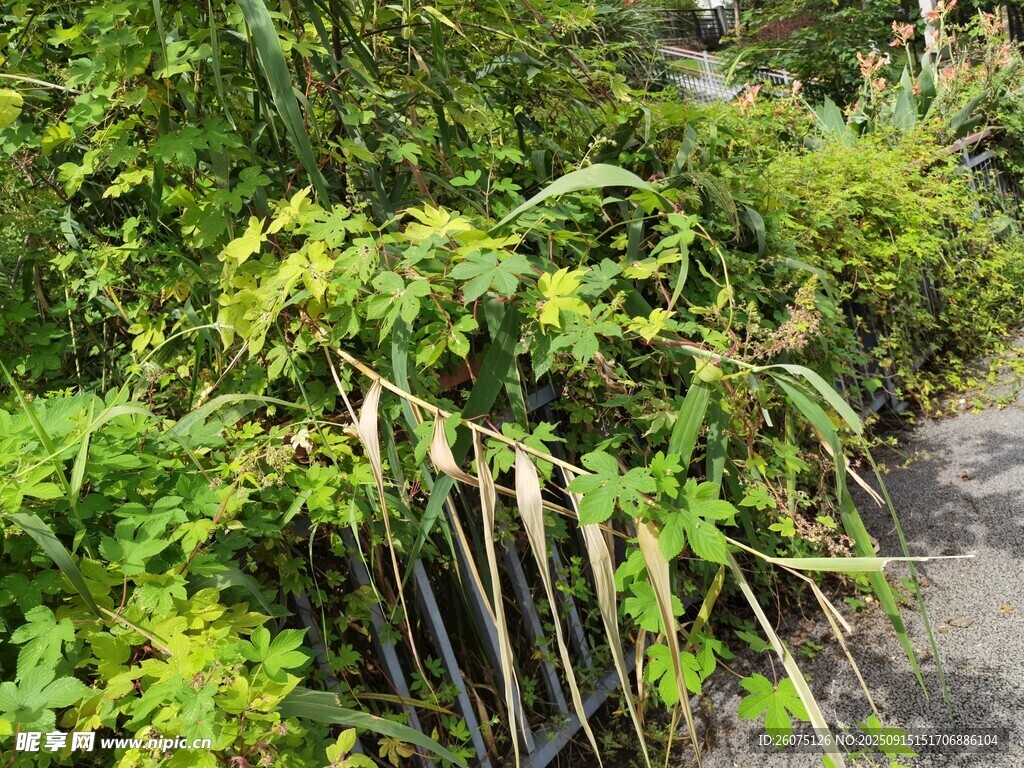 繁茂綠植自然生機(jī)景象