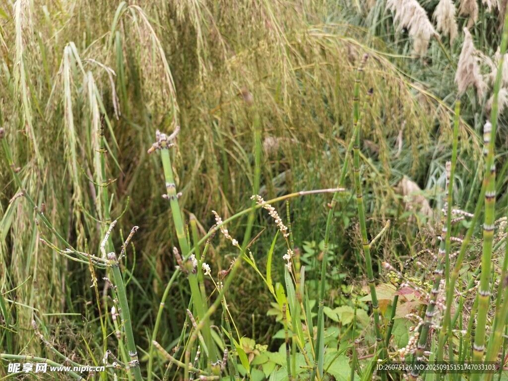 田野中的茂盛野草