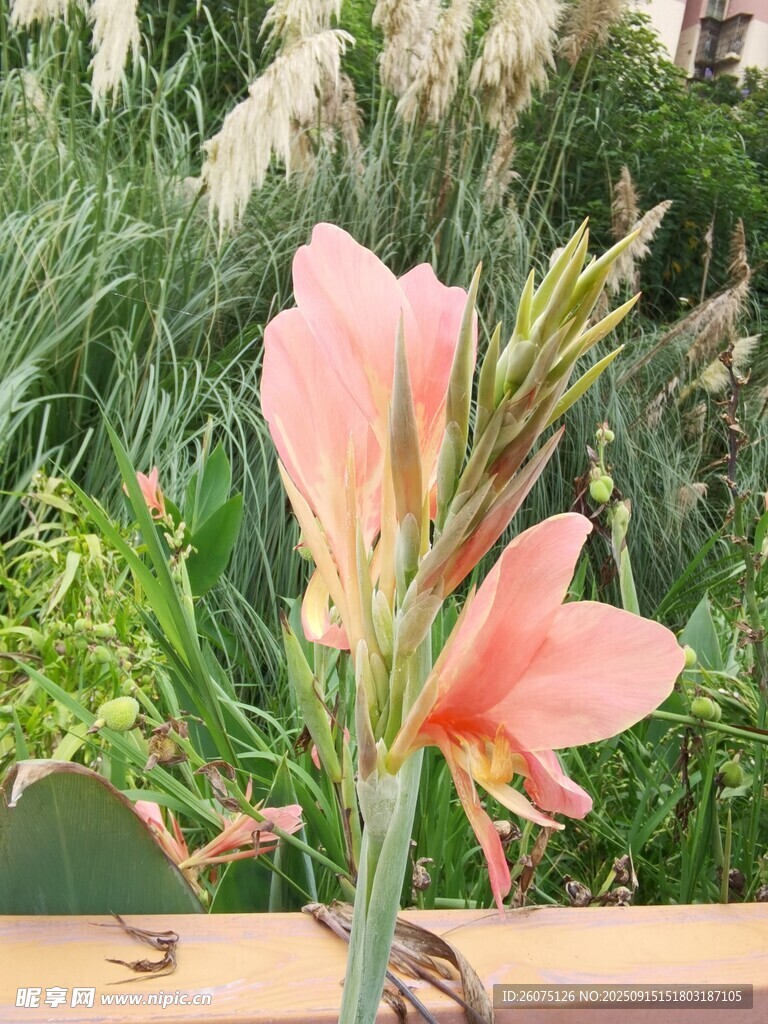 嬌艷綻放的粉色朱頂紅