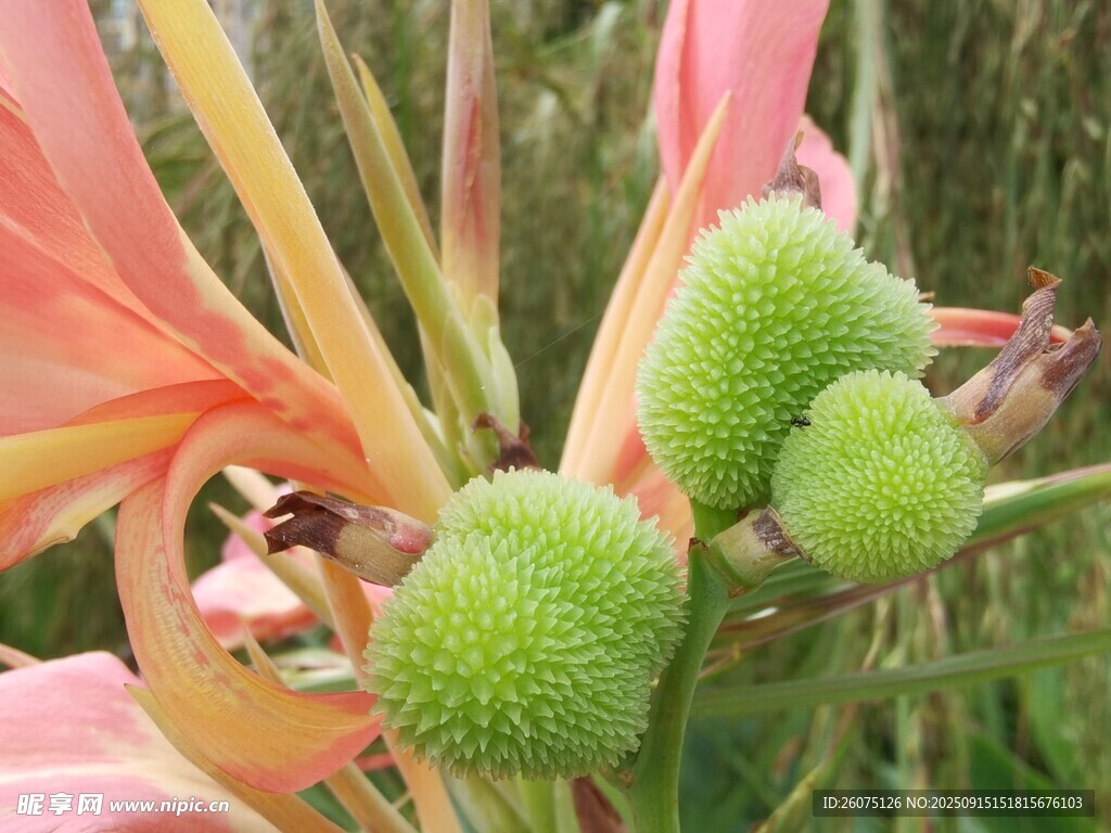 粉色花朵與綠色絨球植物