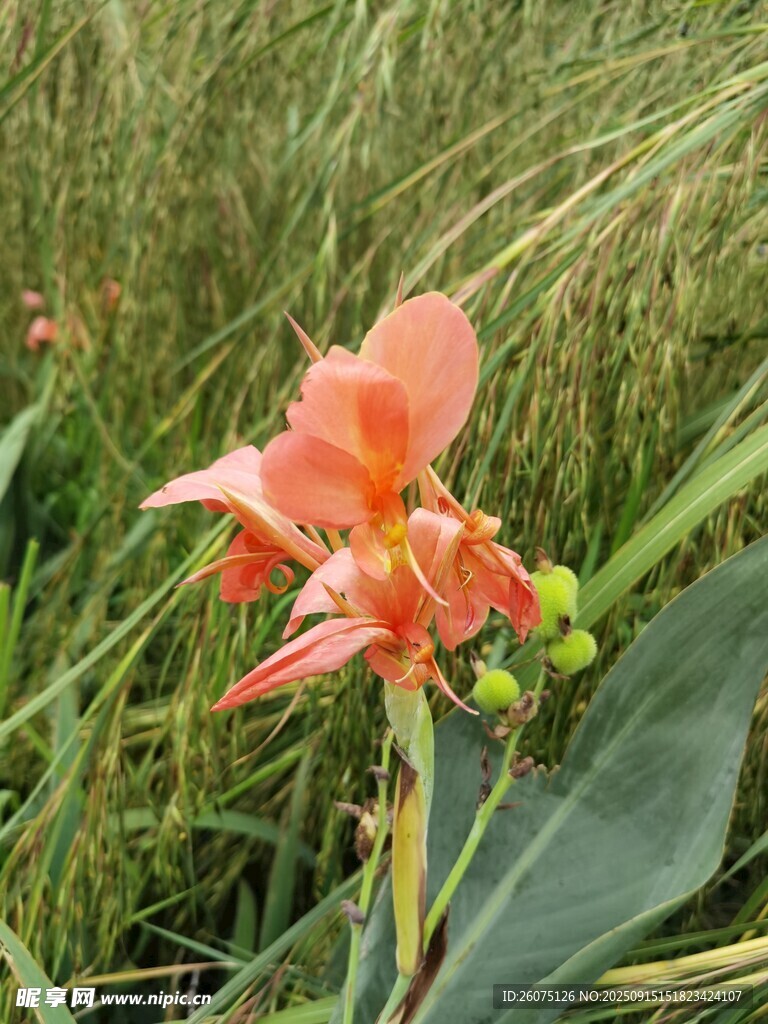 草叢中的艷麗美人蕉