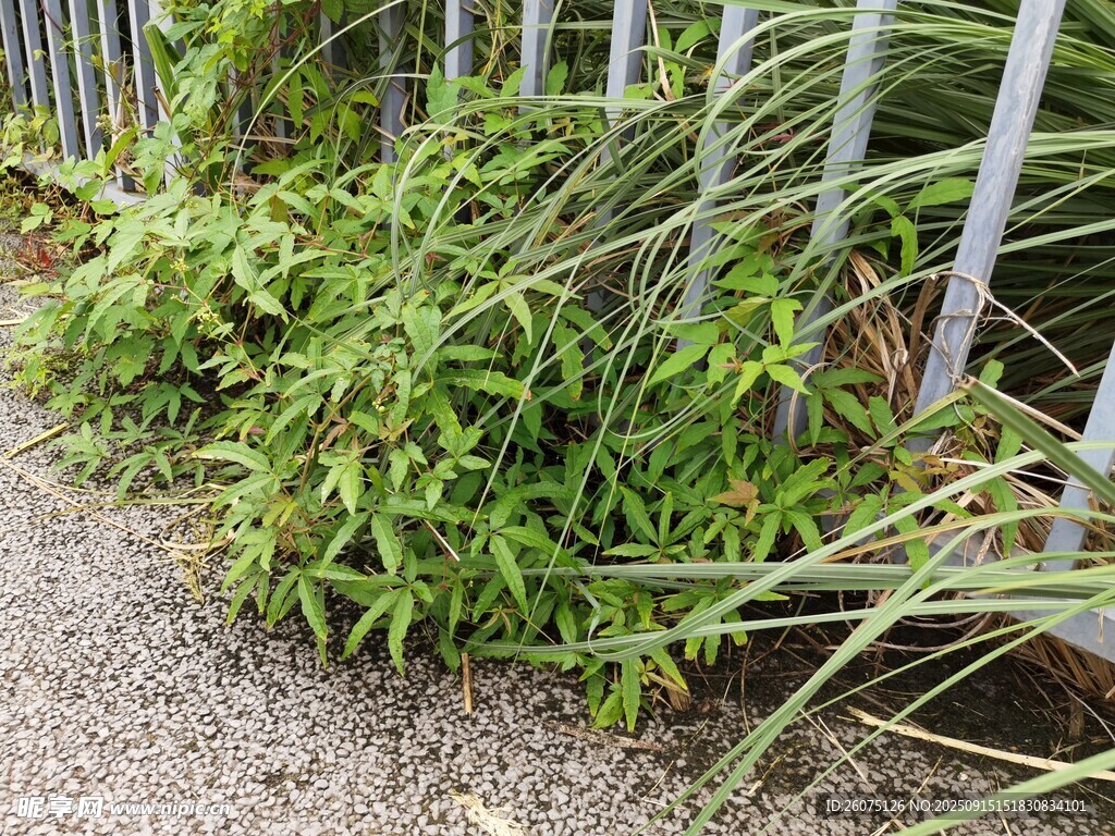 墻邊繁茂綠植