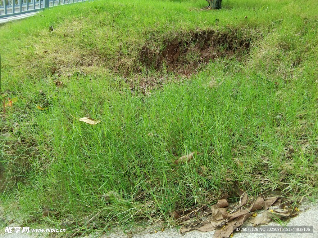 路邊茂盛的綠色草地