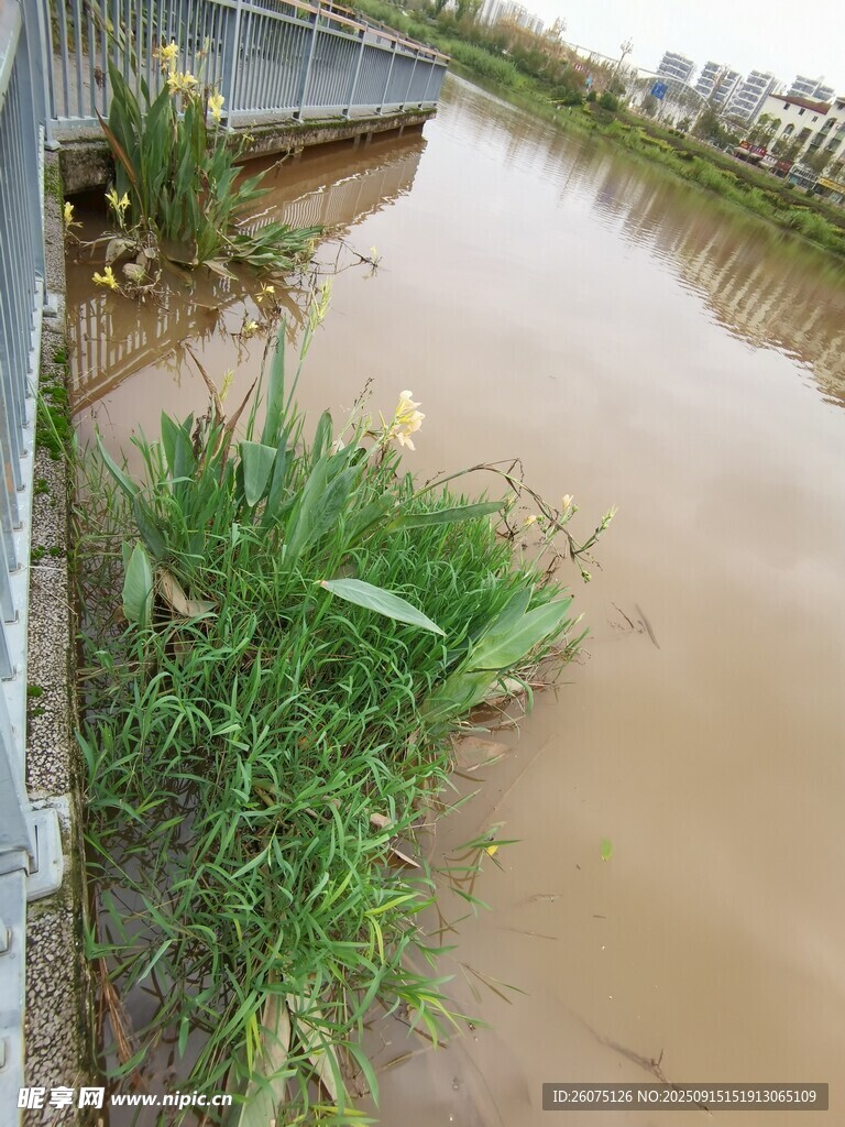 暴雨后渾濁的河水