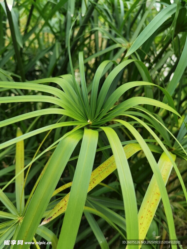 翠綠舒展的熱帶綠植