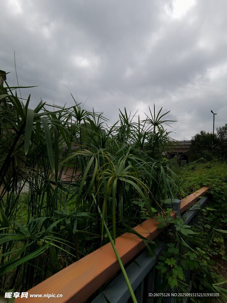 陰天中繁茂的綠植景觀