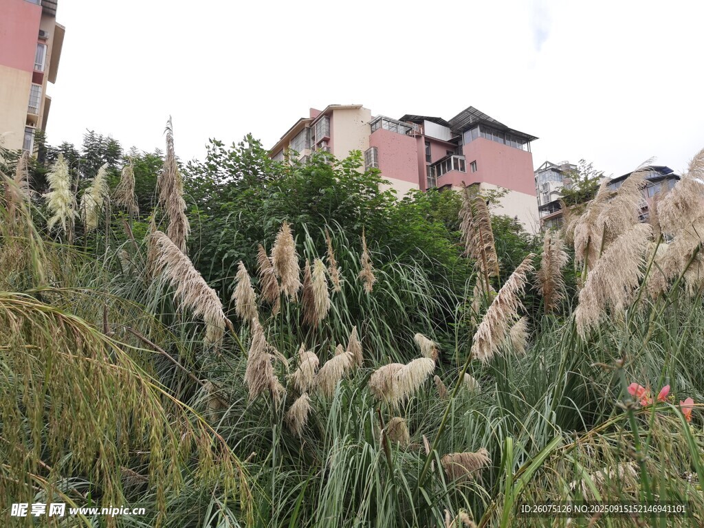 野外搖曳的美麗蒲葦叢