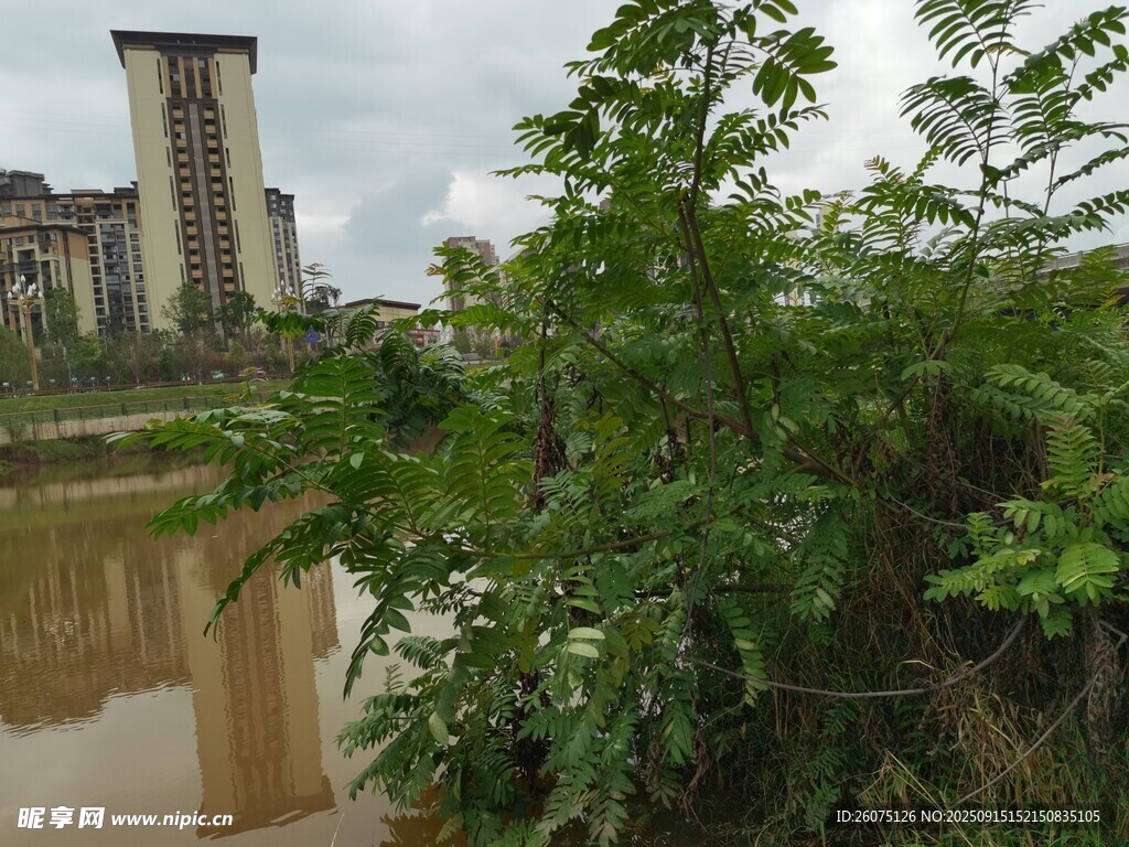 河邊綠植與遠(yuǎn)處高樓景觀