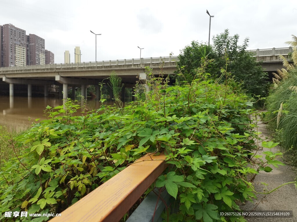 城市河畔綠植景觀