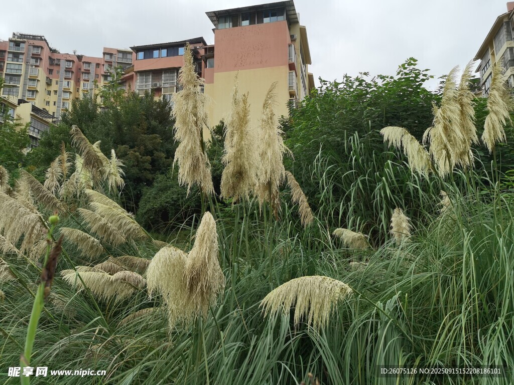 戶外搖曳的美麗蒲葦景觀