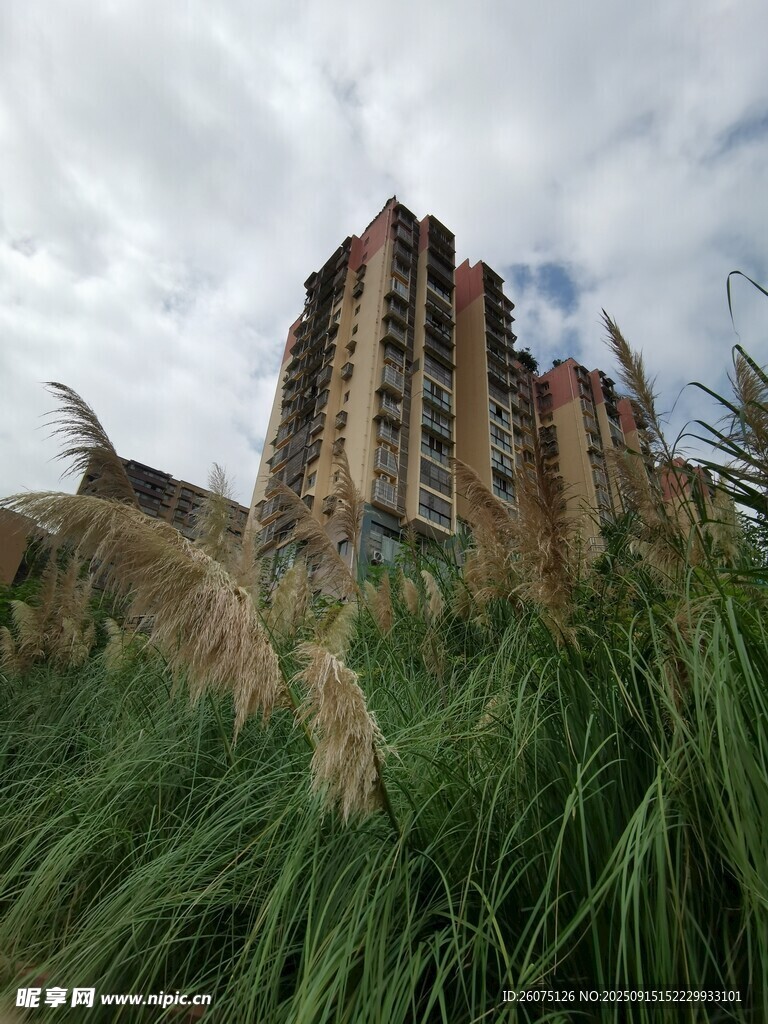 荒廢建筑旁的茂盛野草