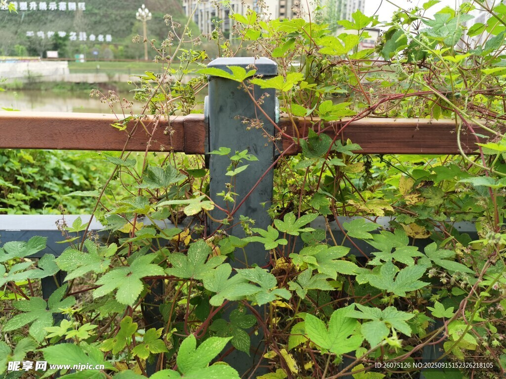 藤蔓纏繞欄桿的綠意景象