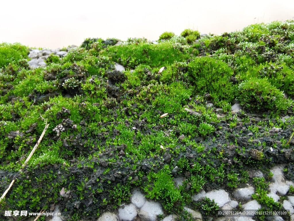 翠綠苔蘚與灰白石子景觀