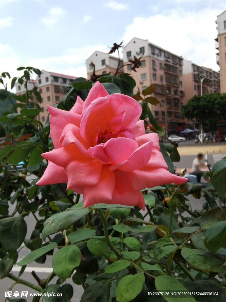 嬌艷粉玫瑰綻放于城市邊