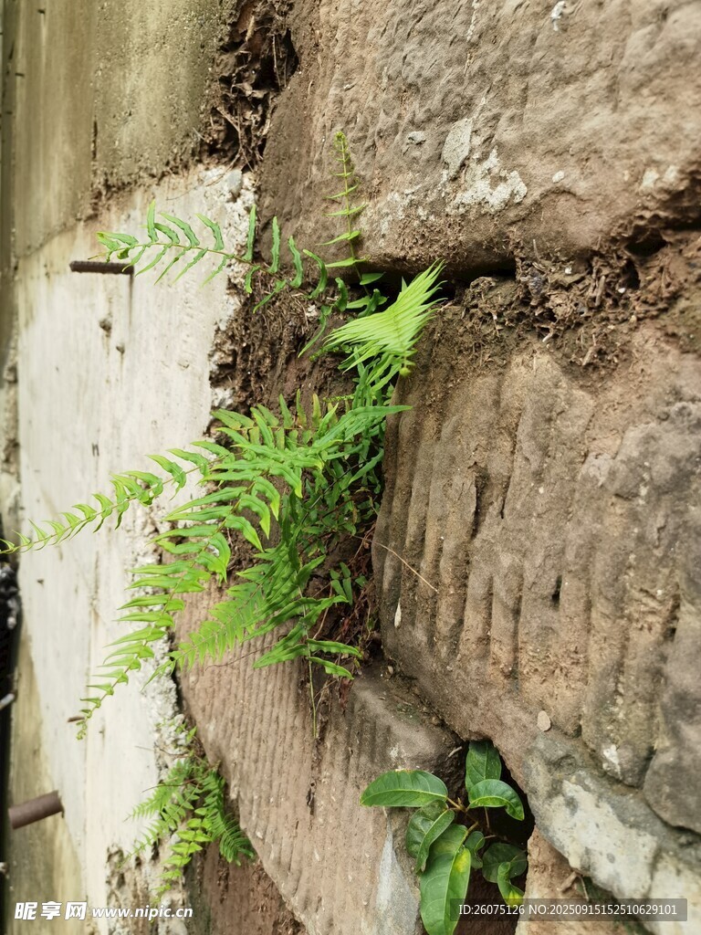 石縫中生長的翠綠蕨類植物