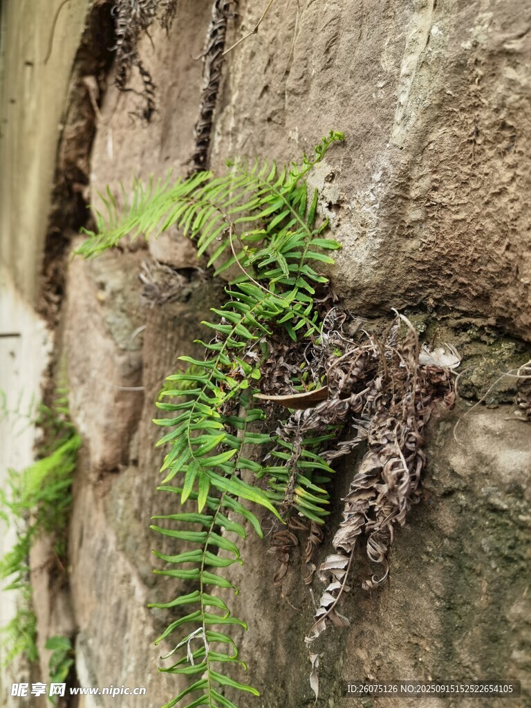 石縫中翠綠蕨類植物