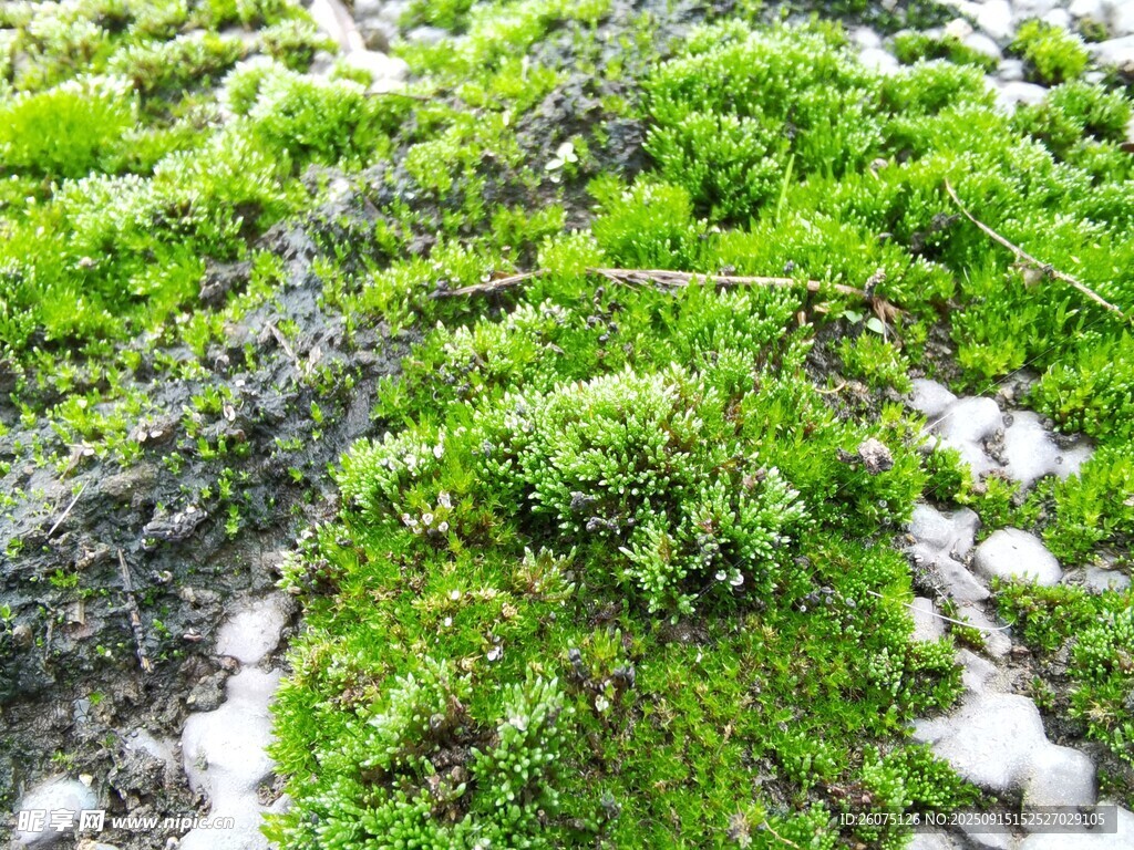 翠綠苔蘚覆蓋地面景象