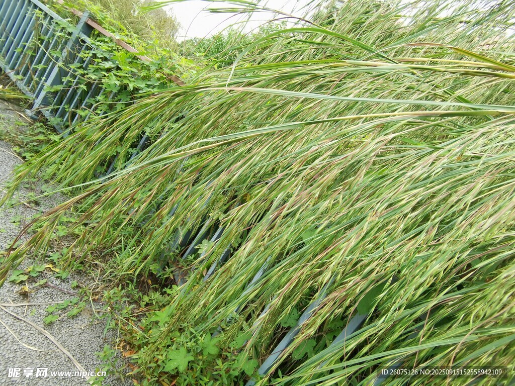 路邊隨風搖曳的綠色野草