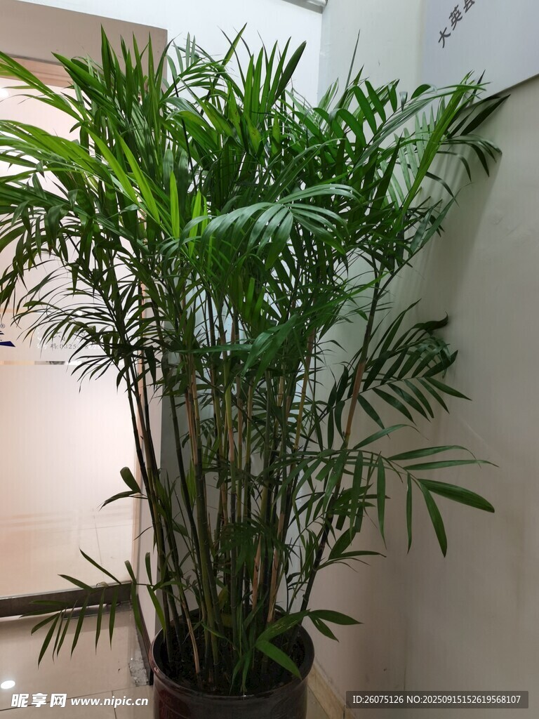 室內(nèi)綠植盆栽散尾葵