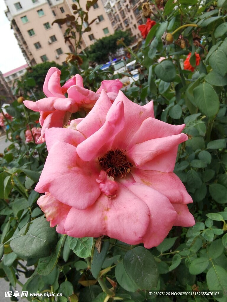 嬌艷粉色月季花綻放