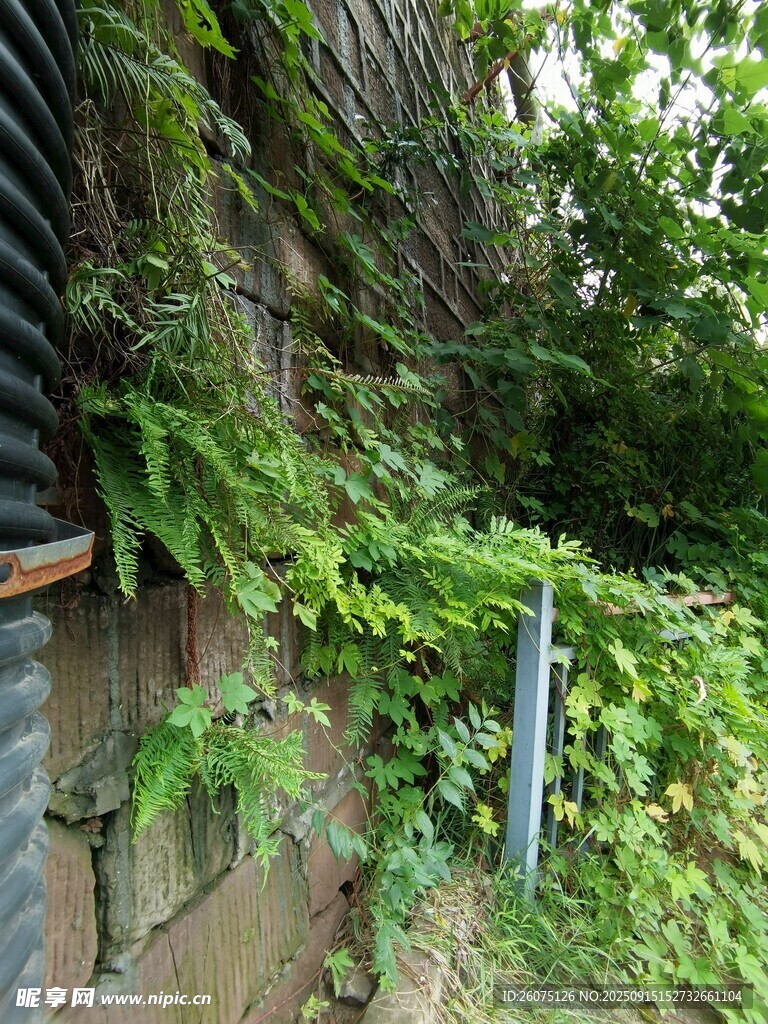 墻邊繁茂綠植景觀