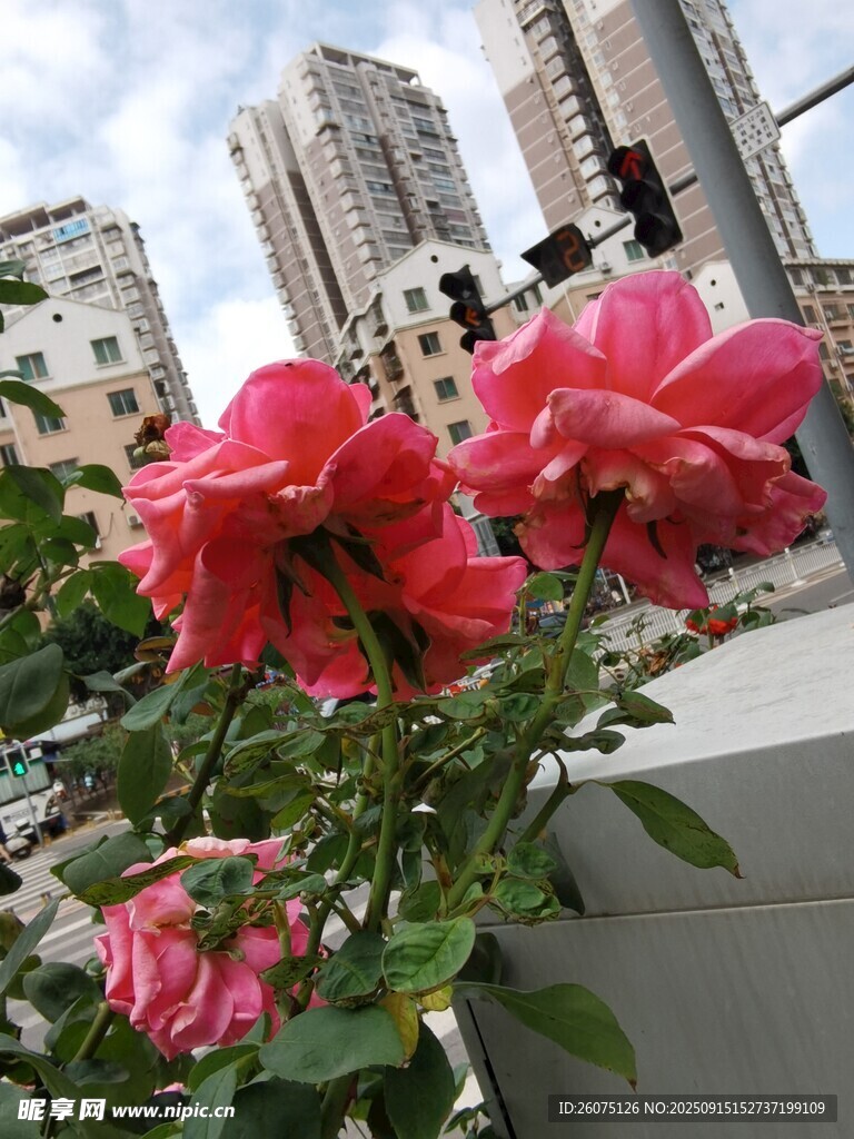城市中綻放的艷麗月季花