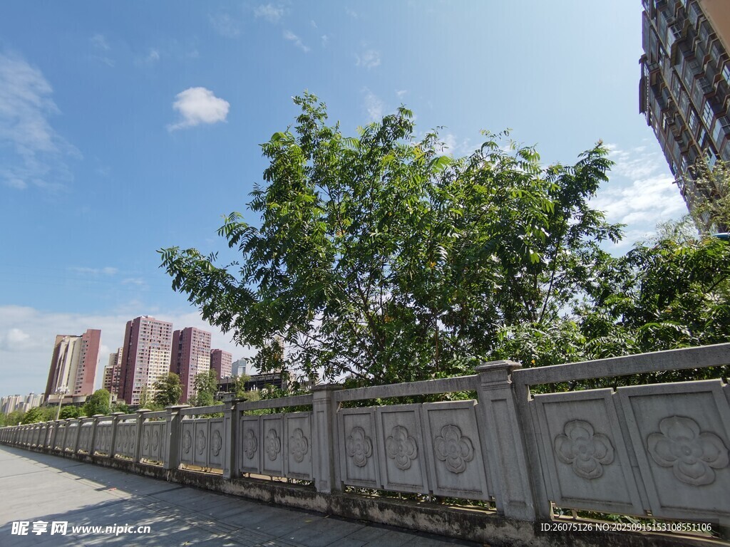 城市路邊綠樹與圍欄景致