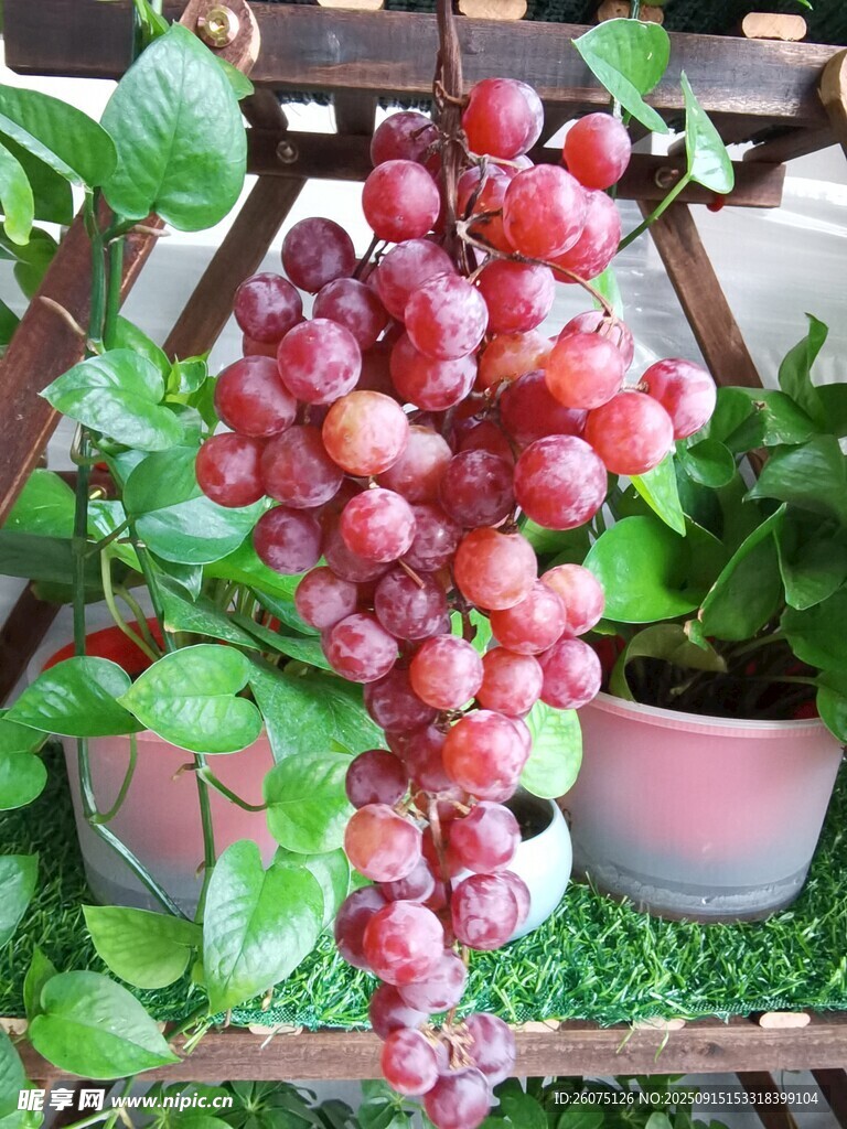 一串飽滿誘人的紫紅色葡萄