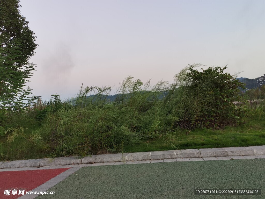 戶外草地與道路景觀