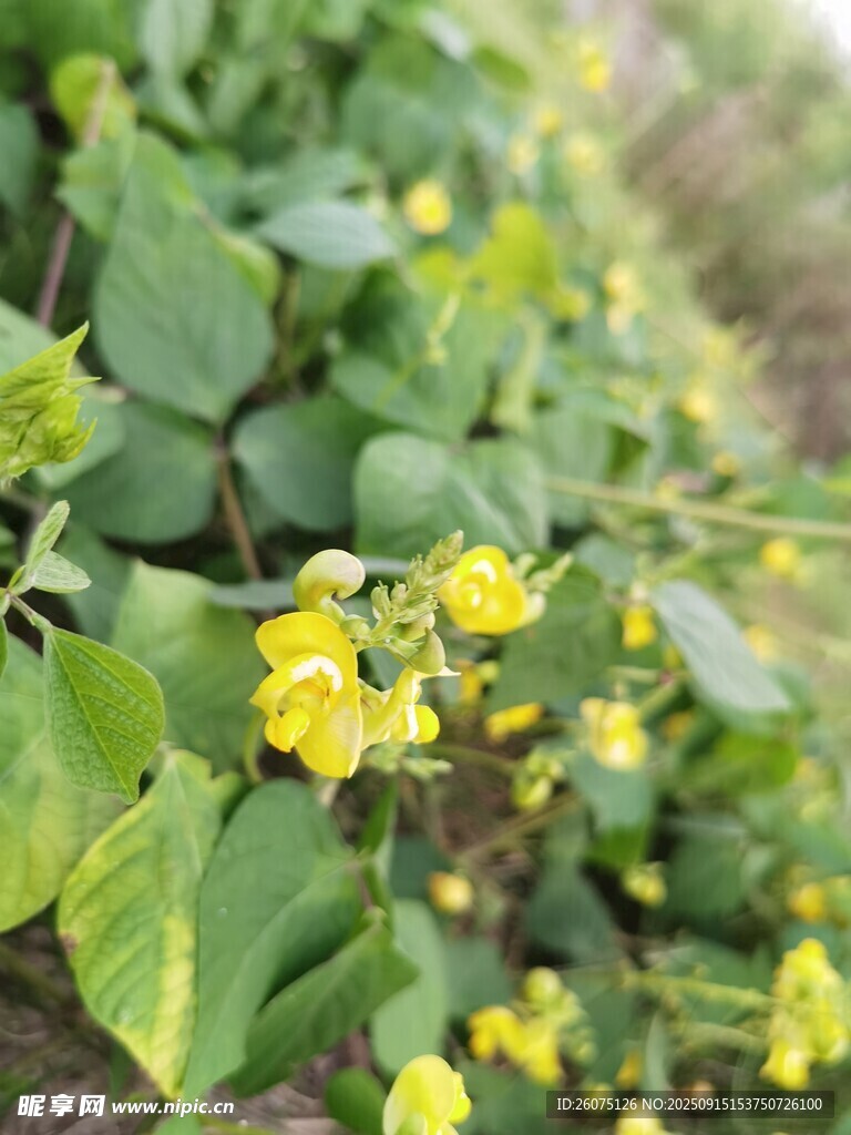 黃色小花與綠葉植物