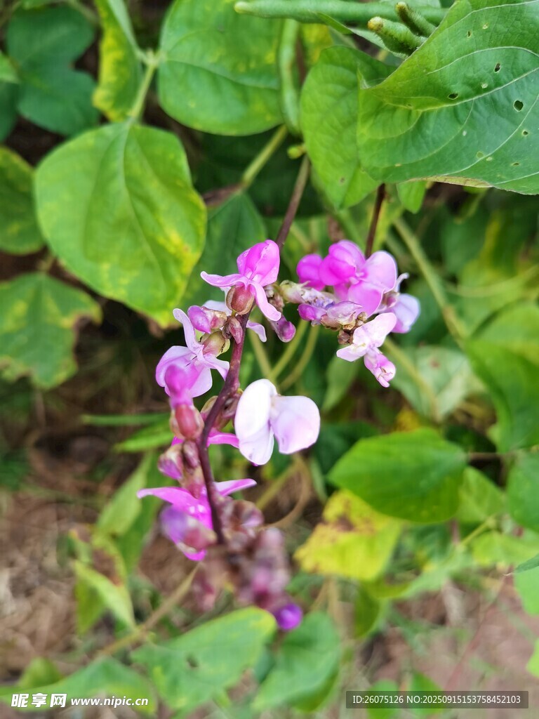 紫色豆角花綻放綠葉間