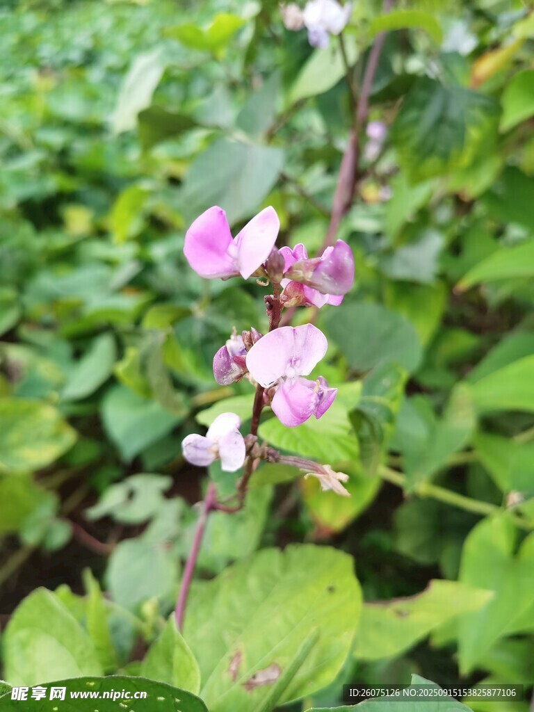 粉色小花綻放于綠葉間