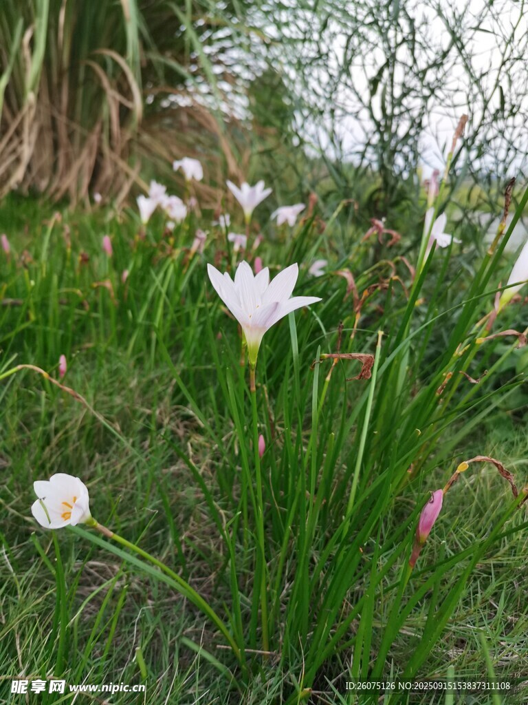 草地上綻放的白色小花