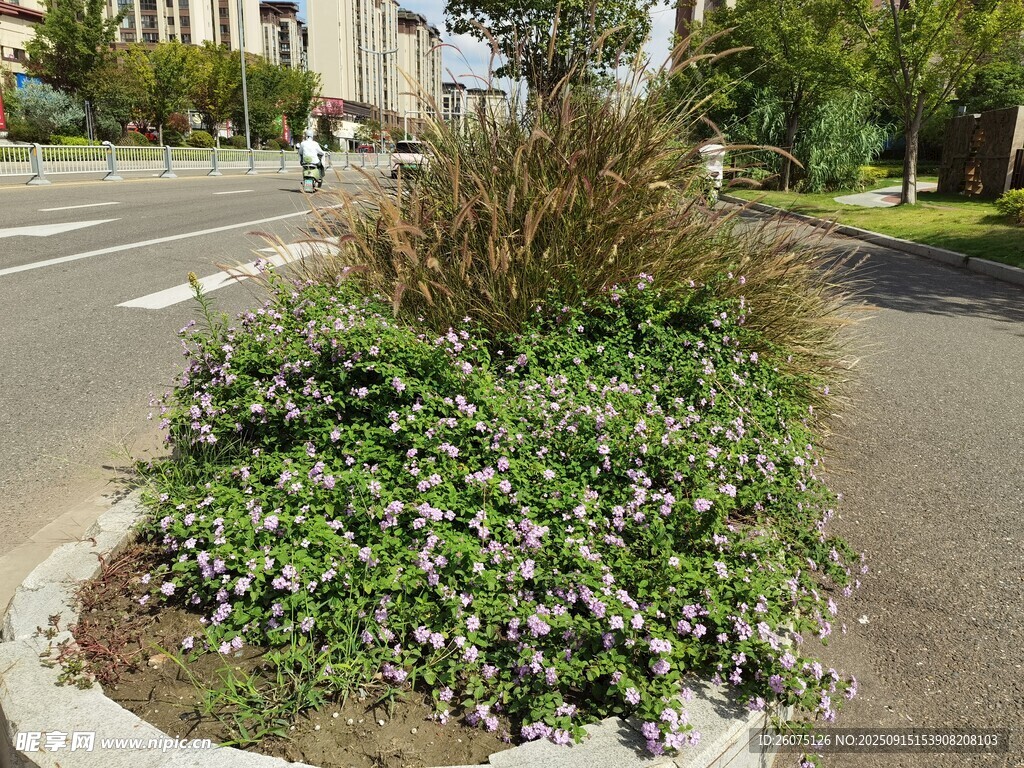 街角綠植景觀