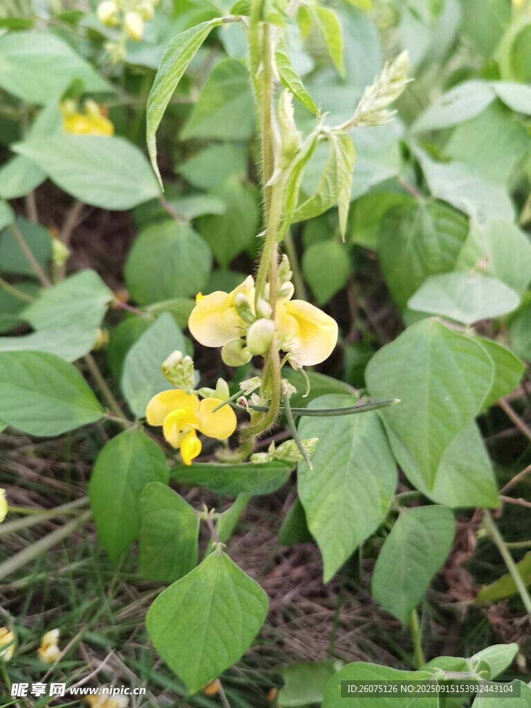 黃色小花綻放綠葉間