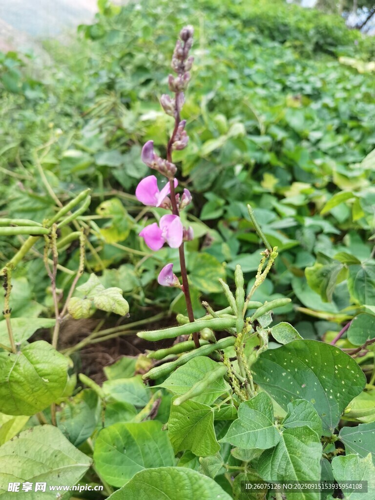 田野中的粉色蜀葵花朵