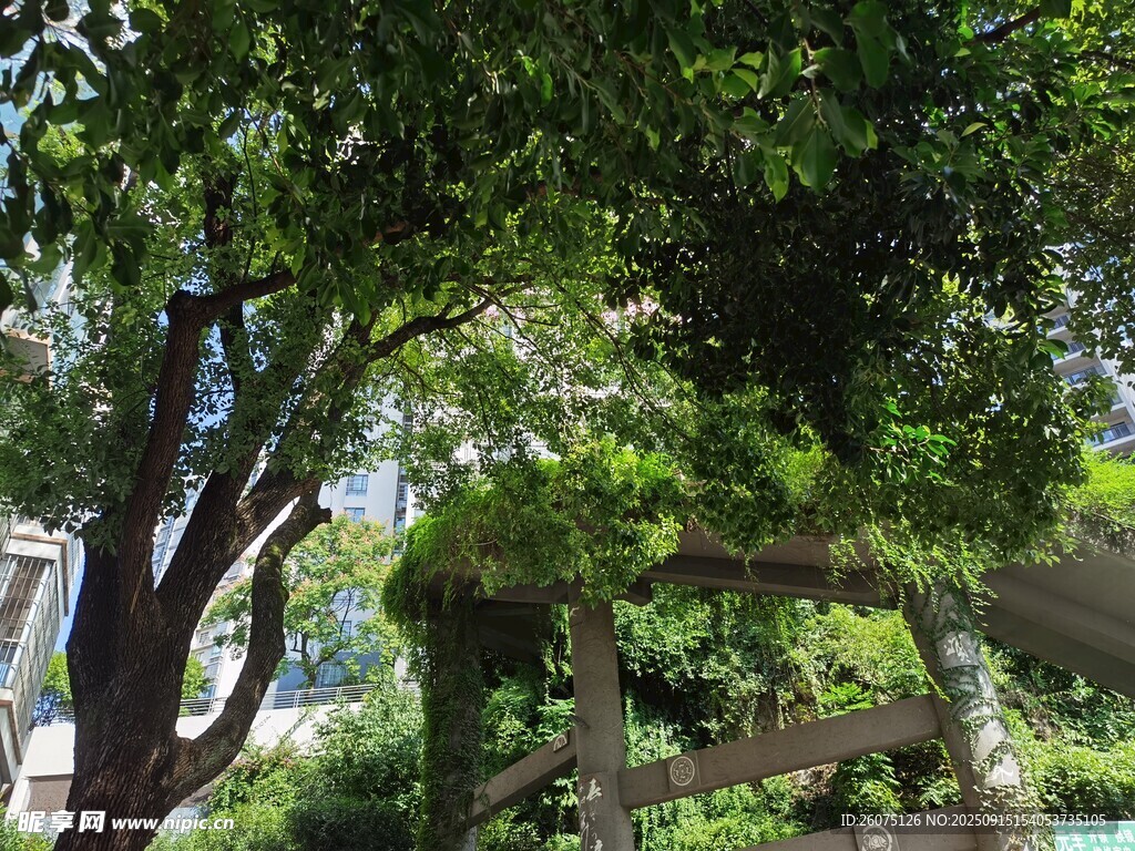 綠蔭下的木制景觀