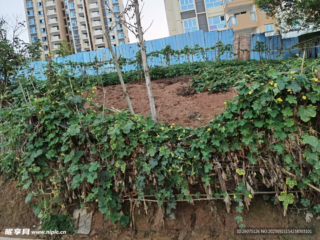 城市中生機(jī)盎然的綠植墻