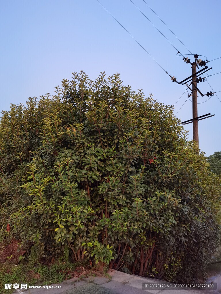路邊繁茂綠植與電線桿
