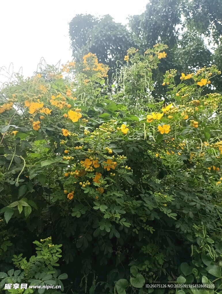 繁茂綠植間的燦爛黃花