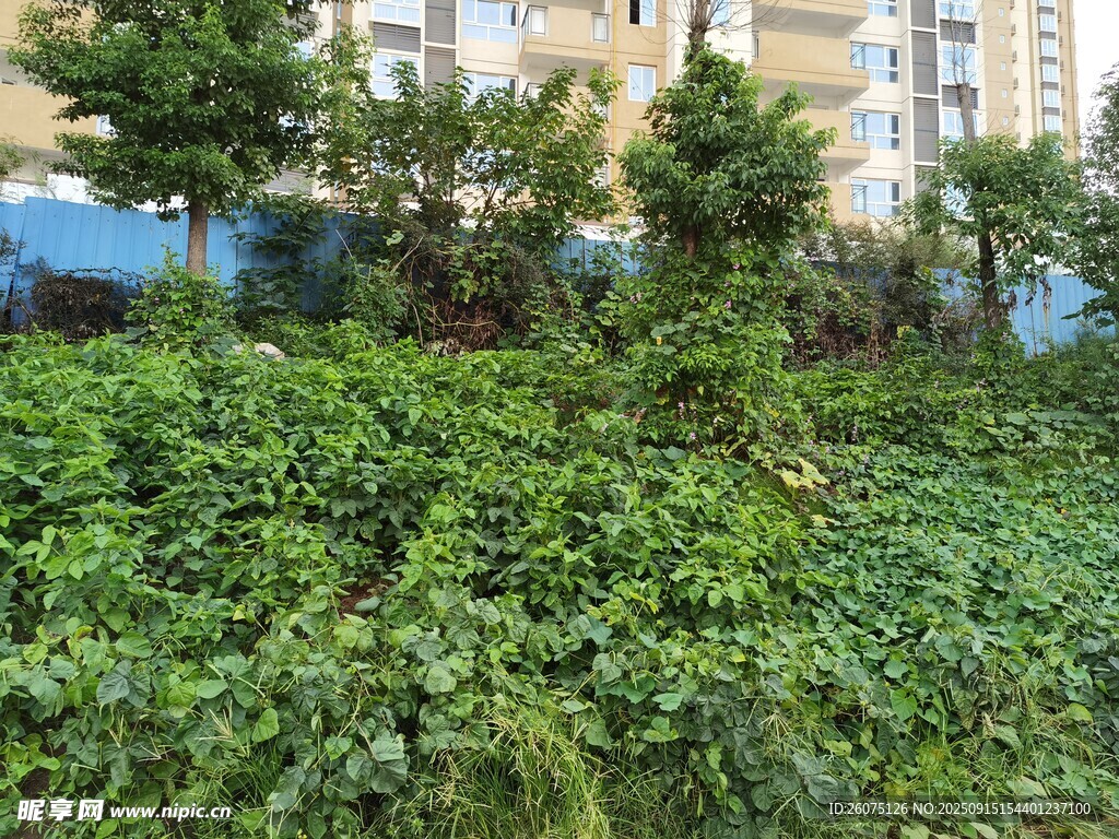 小區(qū)內(nèi)繁茂的綠植景觀