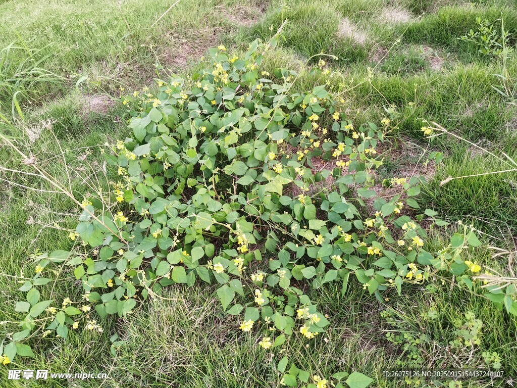 地面生長的綠色蔓生植物