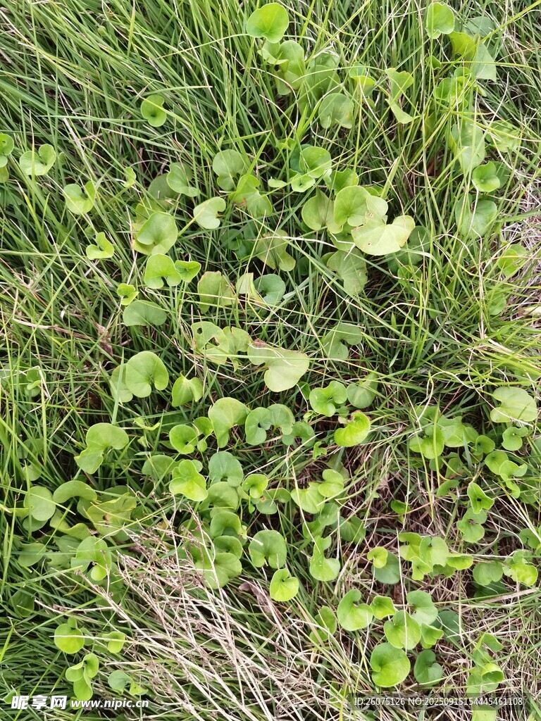 翠綠草叢中的鮮嫩植物
