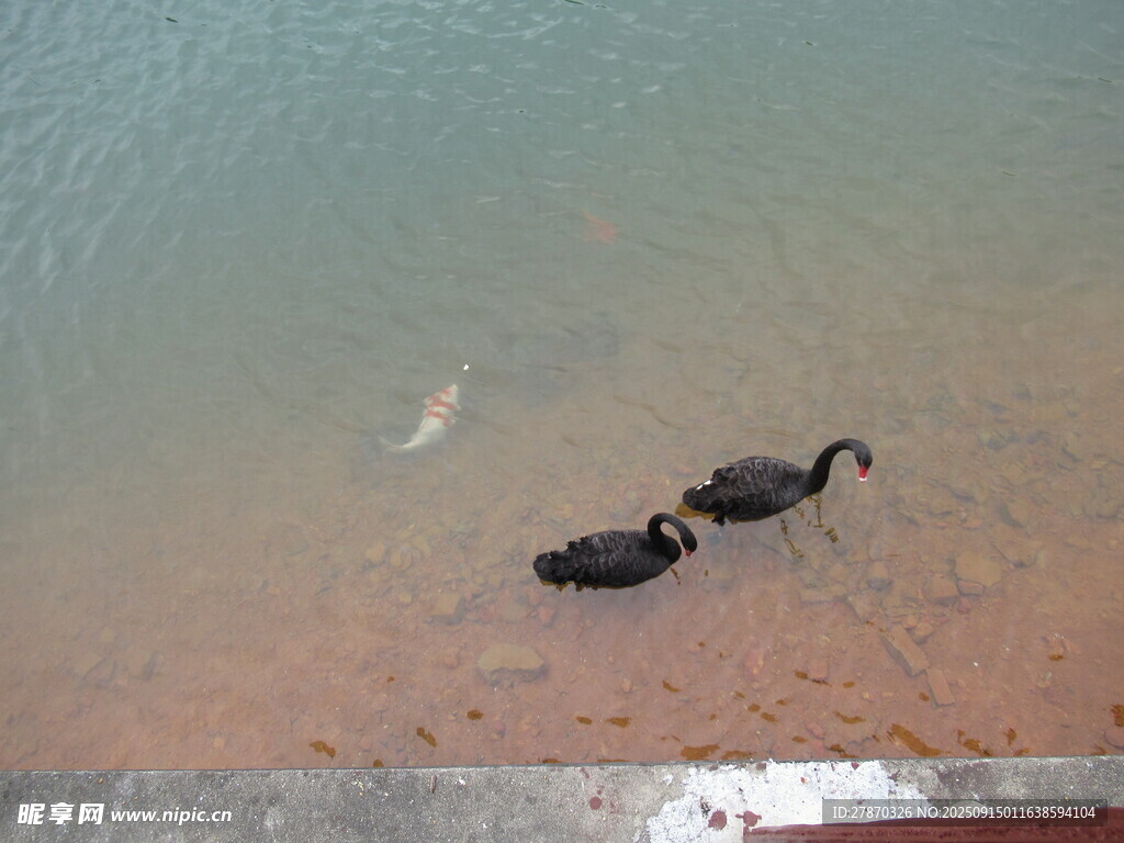 水上的天鵝