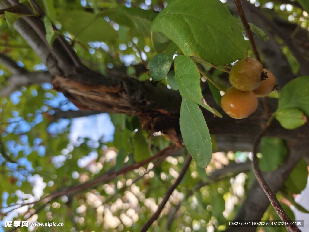 枝頭掛果的綠樹景象