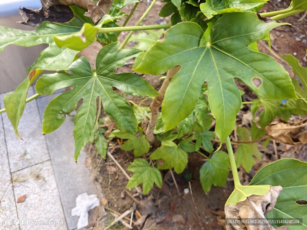 生長(zhǎng)中的綠色木瓜植株