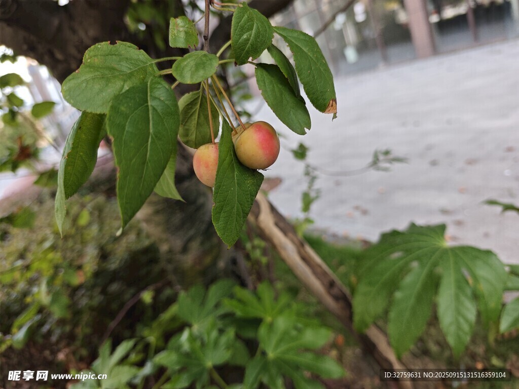 枝頭掛果的綠植